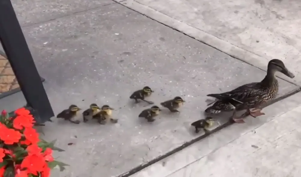 La tierna escena generó miles de comentarios en las redes sociales. Foto: captura de YouTube La tierna escena generó miles de comentarios en las redes sociales. Foto: captura de YouTube