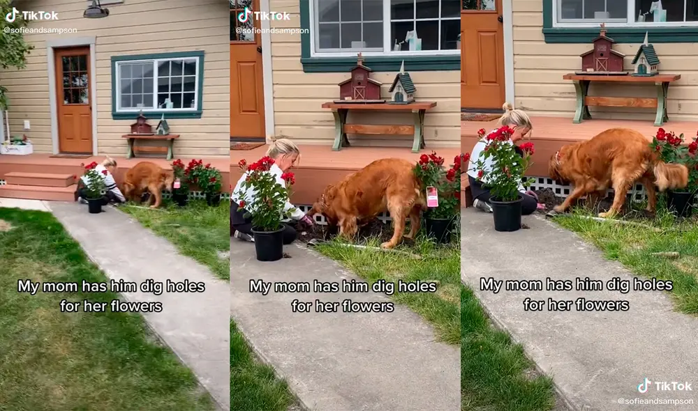 La mujer sorprendió con la enternecedora dinámica que tuvo para sembrar flores con la ayuda de su mascota. Foto: captura de TikTok La mujer sorprendió con la enternecedora dinámica que tuvo para sembrar flores con la ayuda de su mascota. Foto: captura de TikTok
