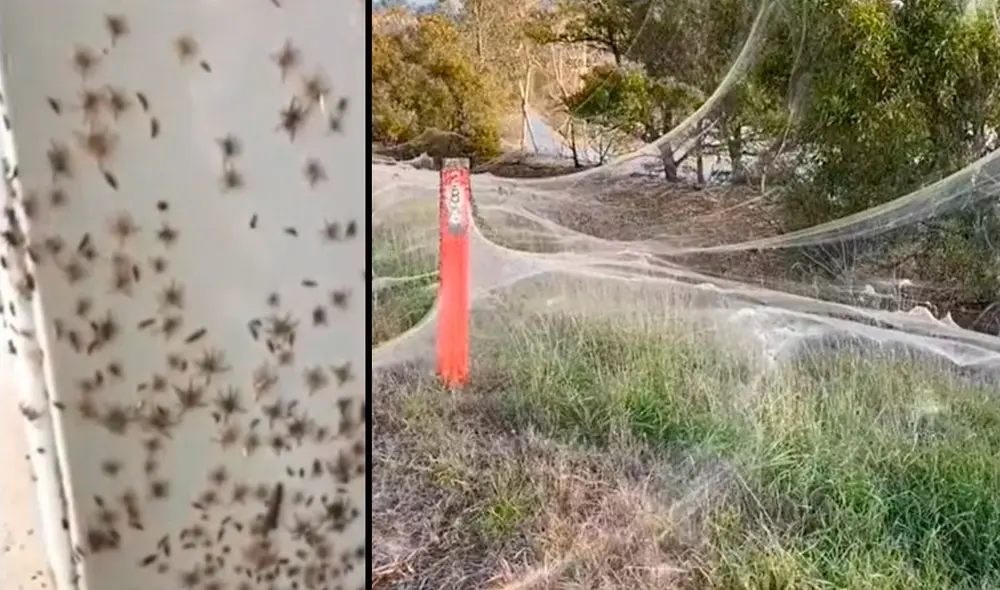 Las fuertes lluvias y tormentas provocaron que miles de personas se quedaran sin electricidad después de que se cayeran las líneas eléctricas. Foto: captura