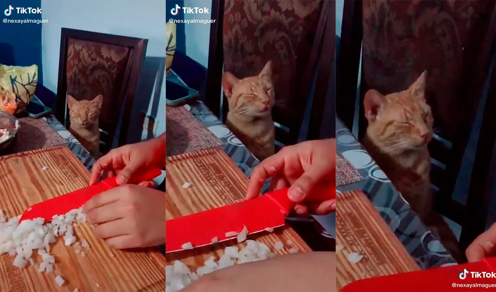 La reacción del minino al aroma de las cebollas sorprendió a su dueña, quien no dudó en compartir el hilarante momento en sus redes. Foto: captura de TikTok