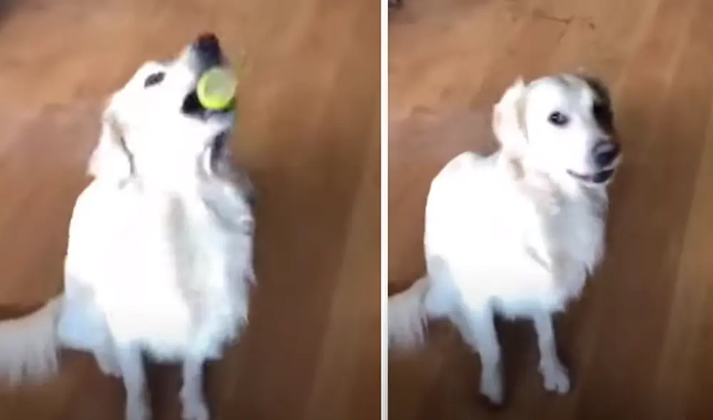 El video viral ha sido compartido en la página DogLove 24. Foto: captura de Facebook El video viral ha sido compartido en la página DogLove 24. Foto: captura de Facebook
