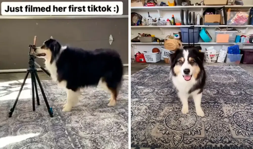 Una joven encontró a su perrito en el techo; sin embargo, lo que llamó su atención fue que este hizo unos divertidos movimientos frente a su cámara. Foto: captura de TikTok Una joven encontró a su perrito en el techo; sin embargo, lo que llamó su atención fue que este hizo unos divertidos movimientos frente a su cámara. Foto: captura de TikTok