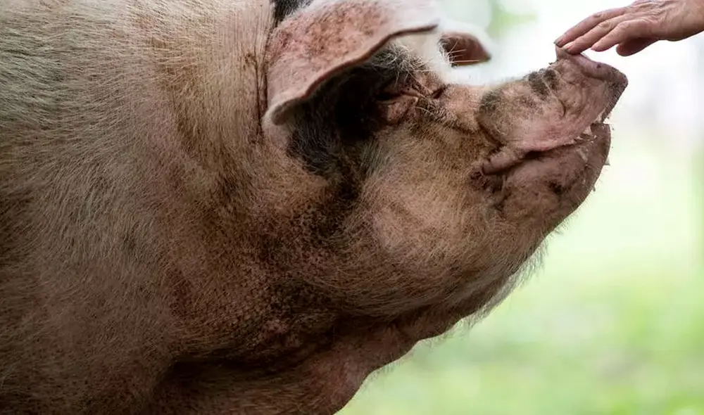 Un museo local cerca de la ciudad de Chengdu adquirió el animal por 3.008 yuanes (450 dólares). Foto: AFP