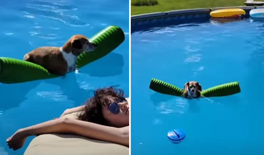 Miles de usuarios quedaron cautivados con la conducta de este perrito. Foto: captura de YouTube