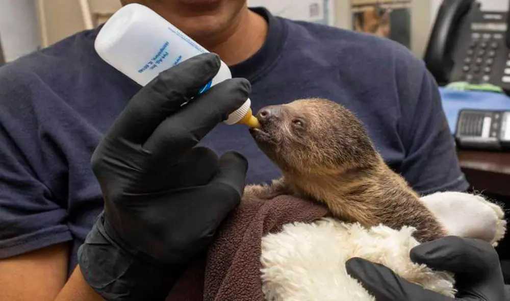 Los cuidadores de un zoológico se encargaron de las atenciones de un pequeño animal, debido a que no contaba con la compañía de su mamá. Foto: captura de YouTube Los cuidadores de un zoológico se encargaron de las atenciones de un pequeño animal, debido a que no contaba con la compañía de su mamá. Foto: captura de YouTube