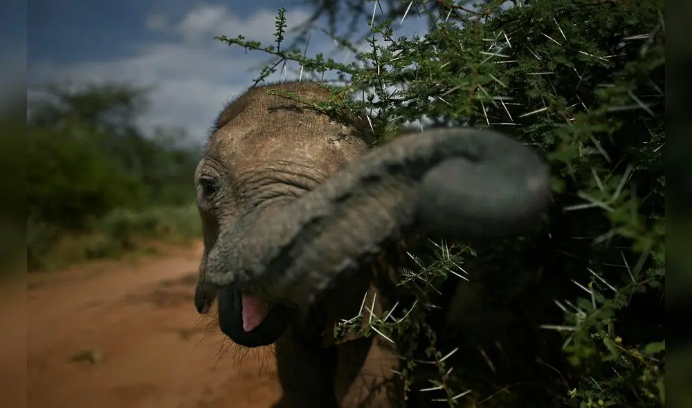 La embestida del elefante que se separó de su manada ocurrió en Sudáfrica. Foto: AFP/referencial La embestida del elefante que se separó de su manada ocurrió en Sudáfrica. Foto: AFP/referencial