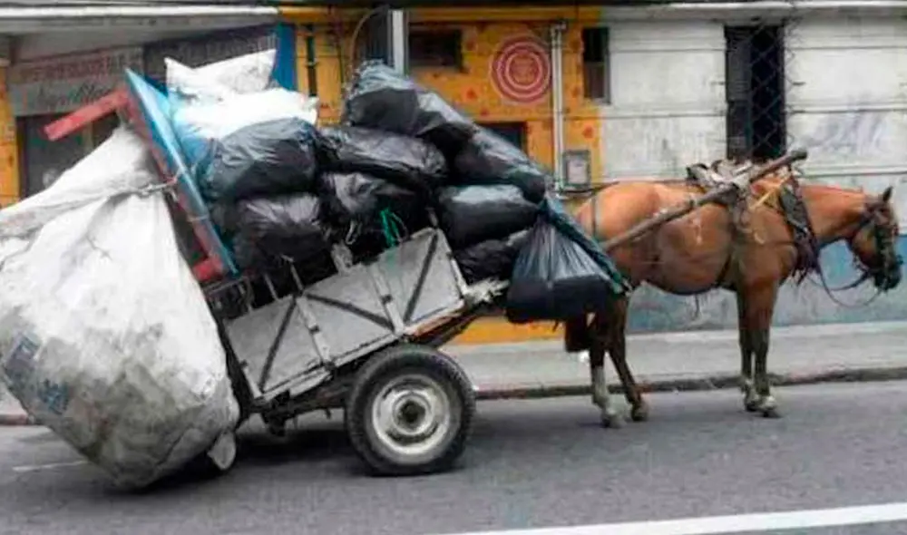 El Congreso de Colombia aprobó el proyecto de ley que promueve la sustitución gradual de los vehículos de tracción animal. Foto: Zoocloud