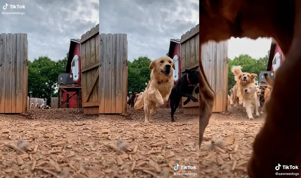 El hombre decidió compartir en sus redes la emocionante carrera de sus mascotas para salir a jugar. Foto: captura de TikTok