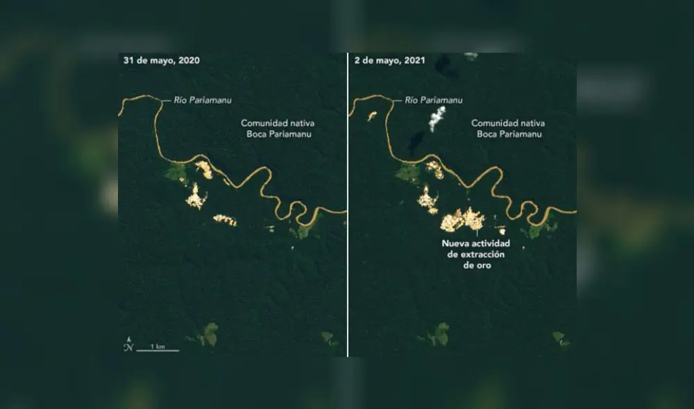 Imágenes en color natural de Landsat 8, tomadas en mayo de 2020 y 2021, muestran la expansión de la minería del oro en la selva amazónica peruana. Foto: Observatorio de la Tierra de la NASA/Lauren Dauphin Imágenes en color natural de Landsat 8, tomadas en mayo de 2020 y 2021, muestran la expansión de la minería del oro en la selva amazónica peruana. Foto: Observatorio de la Tierra de la NASA/Lauren Dauphin