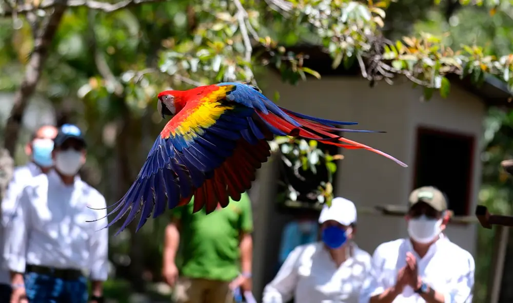 Según la lista roja de la ONG Unión Internacional para la Conservación de La Naturaleza, la guacamaya roja es una especie amenazada, pero “bajo preocupación menor”. Foto: EFE Según la lista roja de la ONG Unión Internacional para la Conservación de La Naturaleza, la guacamaya roja es una especie amenazada, pero “bajo preocupación menor”. Foto: EFE