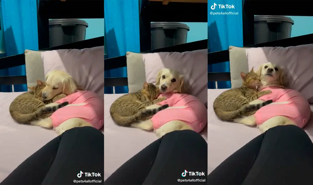 La adorable interacción del perro con el minino ha cautivado a miles de cibernautas. Foto: captura de TikTok La adorable interacción del perro con el minino ha cautivado a miles de cibernautas. Foto: captura de TikTok