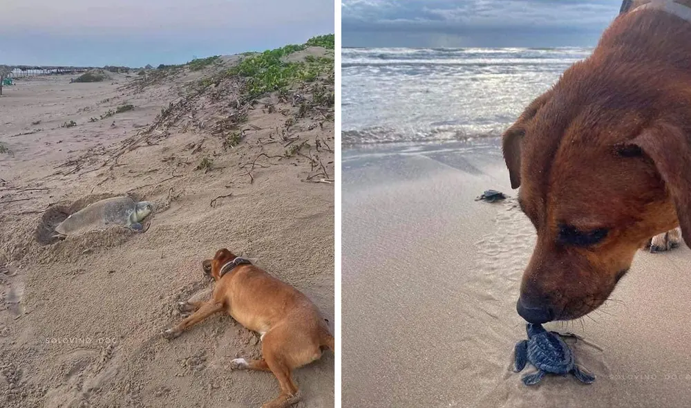 Un joven captó el preciso momento en que un perrito se acercó a una tortuga para cuidarla, asimismo, vio como ayudaba a las crías a llegar a la orilla. Foto: Solovino_Dog/ Facebook