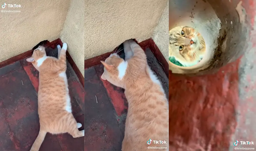 La minina sorprendió a su dueña con peculiar comportamiento para jugar con el gato del vecino. Foto: captura de TikTok