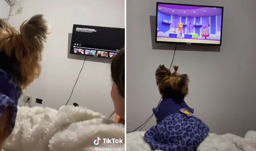 La canina ha cautivado a miles con su tierno comportamiento. Foto: captura de TikTok La canina ha cautivado a miles con su tierno comportamiento. Foto: captura de TikTok