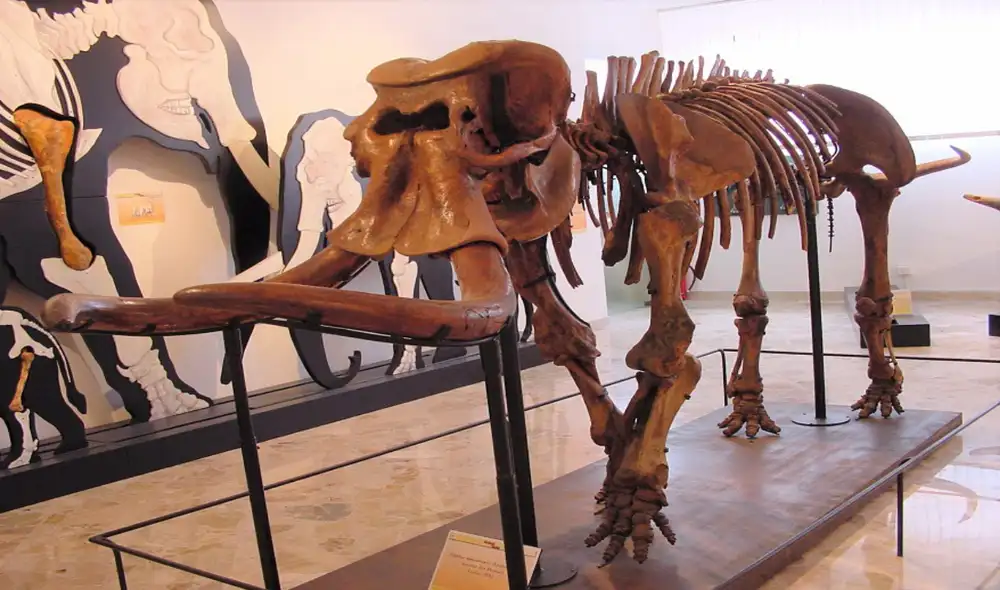 Reconstrucción de un esqueleto de elefante enano casi completo encontrado en la cueva Puntali. Foto: archivos del Museo Geológico Gemmellaro