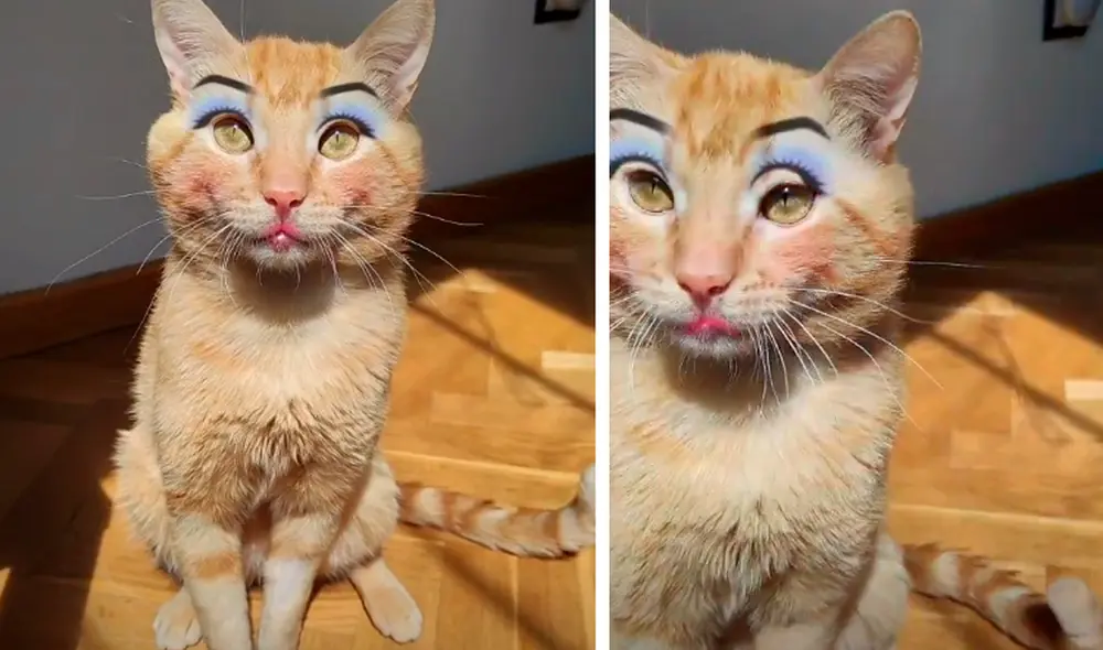 El video causó gran sensación en las redes sociales. Foto: captura de TikTok