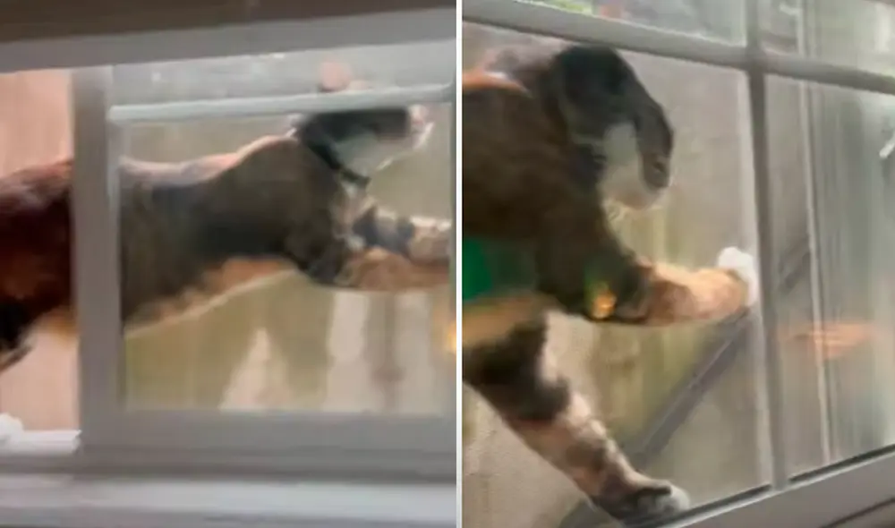 El video viral ha sido compartido en la página ViralHog. Foto: captura de Facebook