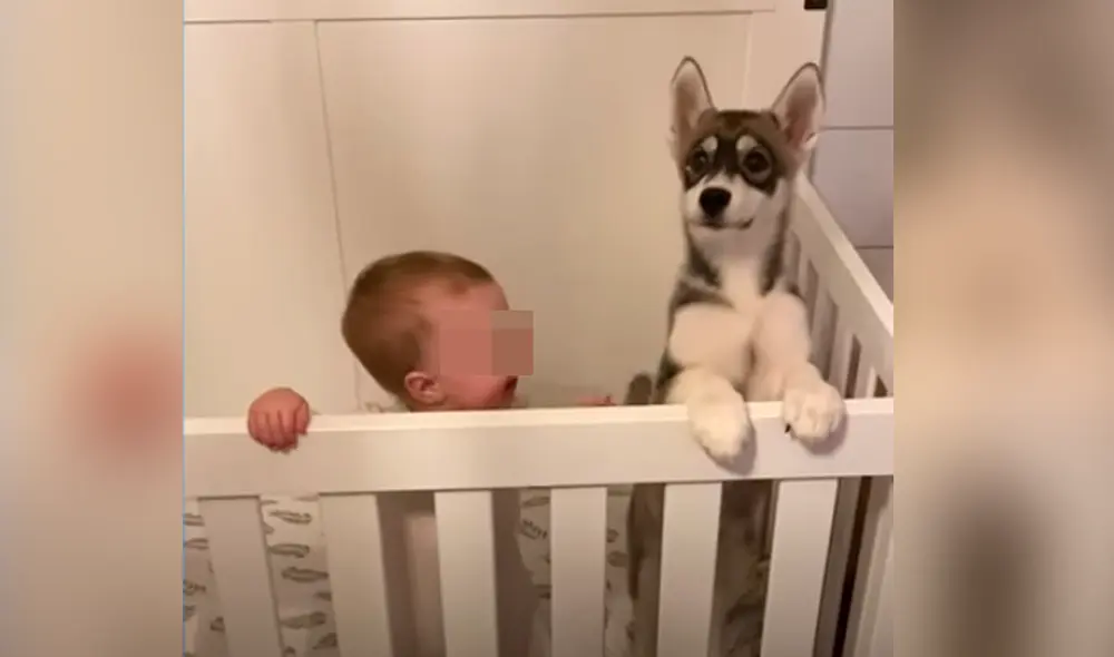 El video viral ha sido compartido en el canal El Dodo. Foto: captura de YouTube