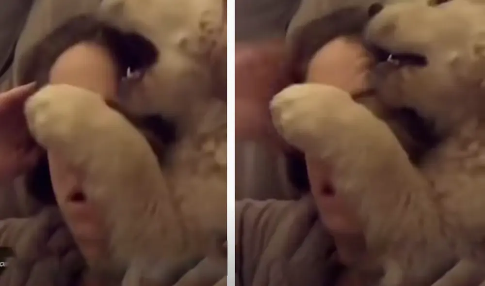 El video ha sido compartido en el canal DogLove 24. Foto: captura de Facebook