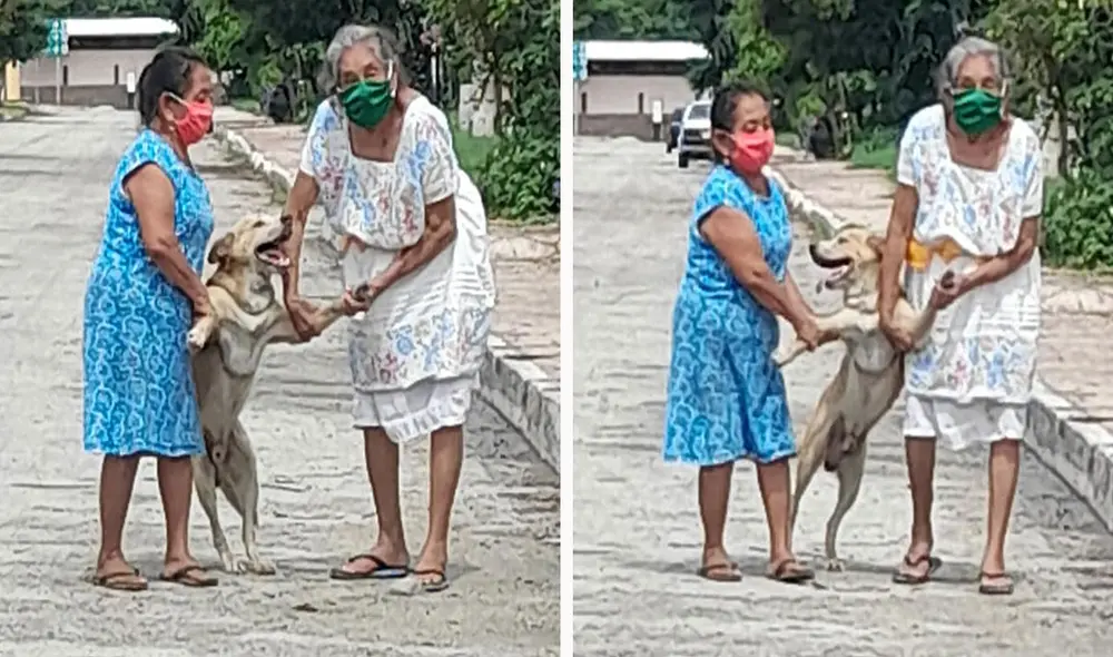 Un perrito aprovechó la distracción de sus dueñas para salir a escondidas de su hogar; sin embargo, lo descubrieron y fue obligado a regresar. Foto: Luis Mx/ Facebook