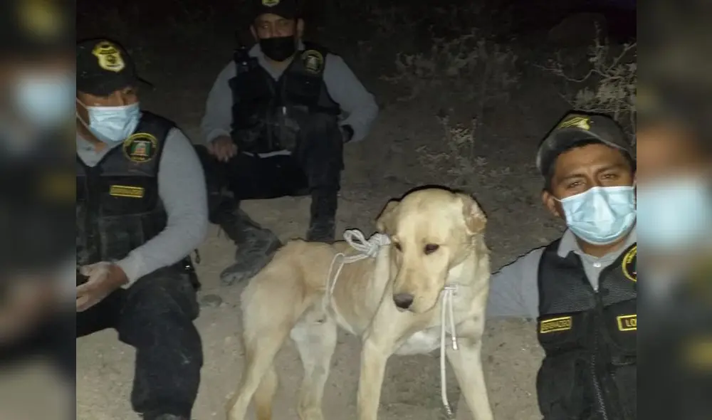 Animalito fue trasladado hacia la central de Serenazgo de Cayma. Foto: Municipalidad de Cayma