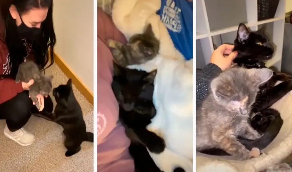 Una pareja armó el primer encuentro entre su gatito y su nueva mascota; sin embargo, se sorprendieron cuando este no quiso separarse de su lado. Foto: captura de Facebook