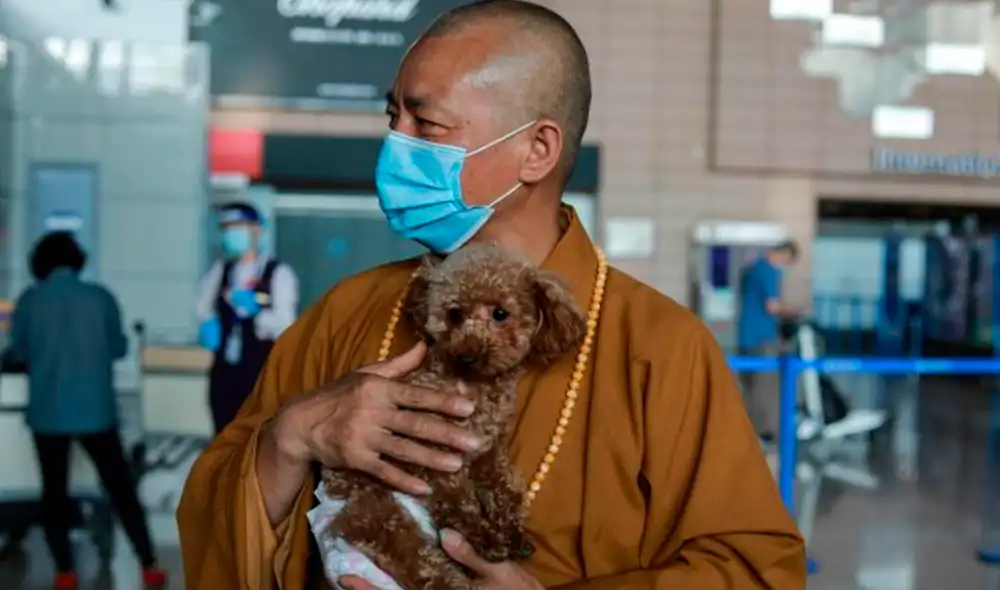 El monje cuida a 8.000 perros en su templo y en un refugio de los suburbios de Shanghái, donde el cambio del estilo de vida trae aparejado el abandono de animales. Foto: AFP