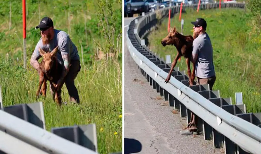 Un hombre detuvo el tránsito al percatarse que un pequeño alce estaba separado de su mamá, debido a que no podía pasar una barandilla. Foto: Andrea N Salty Bock/ Facebook