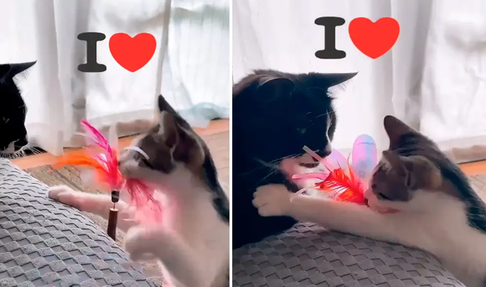 Un travieso gatito quería llamar la atención de su ‘hermano’ que estaba echado en el mueble, por ello, le llevó su juguete. Foto: captura de TikTok