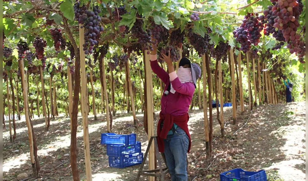 La variedad de uva exportada es Red Globe . Foto: Midagri