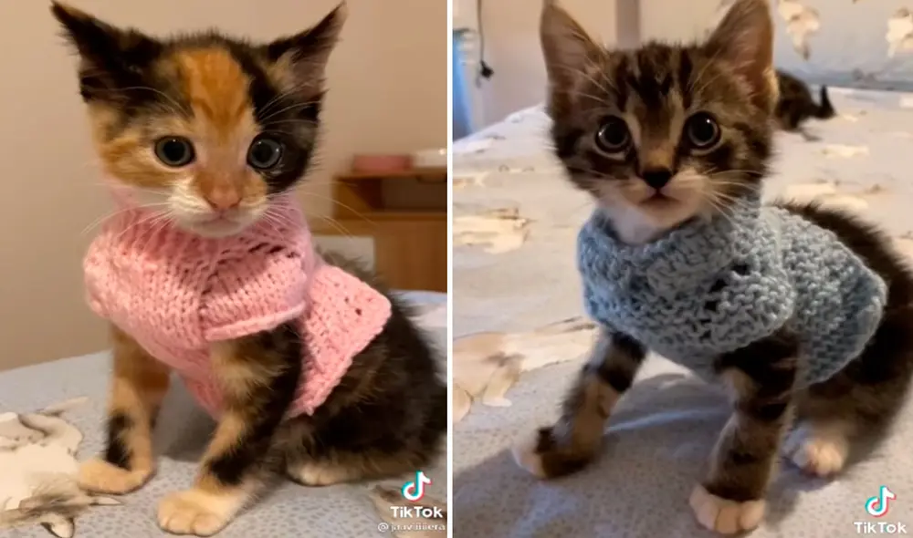 Una joven acogió en su casa a unos gatitos que tenían pocas semanas de nacido, por ello, los quiso engreír con una ropa que ella misma les confeccionó. Foto: captura de TikTok
