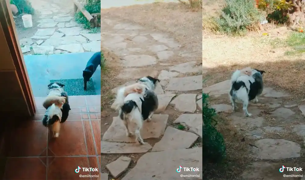 El canino impresionó a miles de cibernautas al acoger a unos gatitos y pasearlos en su lomo. Foto: captura de TikTok