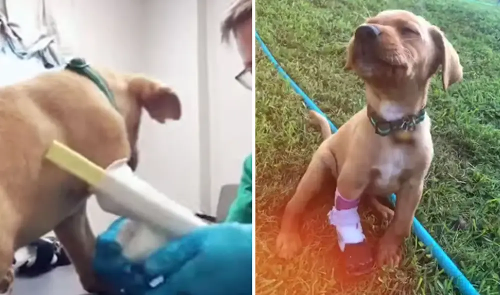 El pequeño Goose ahora puede disfrutar de un mejor estilo de vida gracias a la prótesis que su dueño le construyó. Foto: captura de YouTube El pequeño Goose ahora puede disfrutar de un mejor estilo de vida gracias a la prótesis que su dueño le construyó. Foto: captura de YouTube