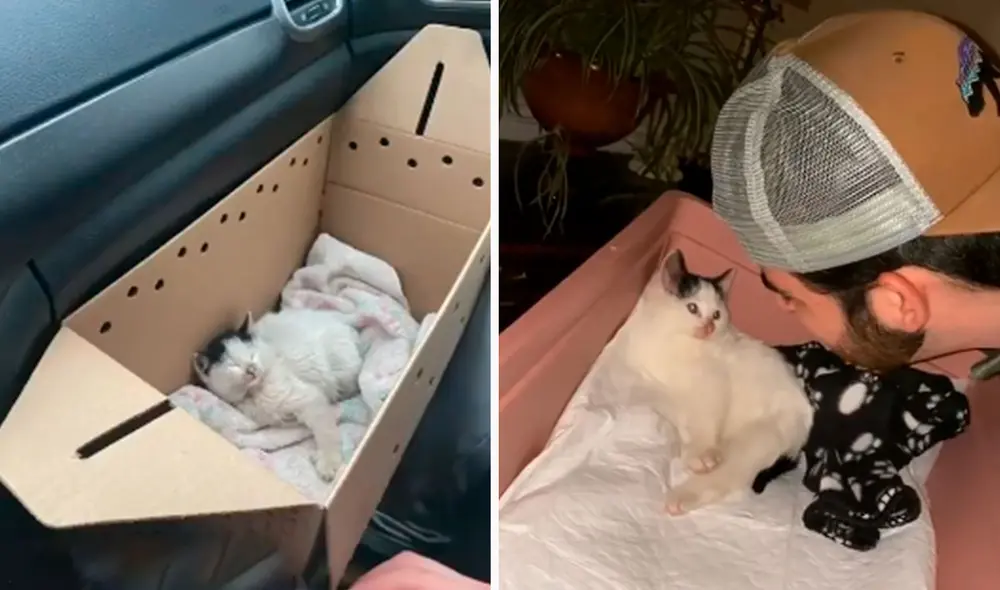 Un gatito sufrió de maltratos y fue dejado solo en la calle; sin embargo, unos jóvenes lo encontraron y decidieron ayudarlo en su recuperación. Foto: captura de YouTube