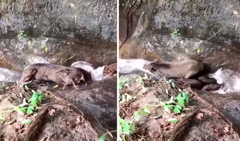 Unos jóvenes hicieron una pausa a su caminata cuando notaron la presencia de una familia de sajinos que disfrutaban de las aguas de una catarata. Foto: captura de YouTube