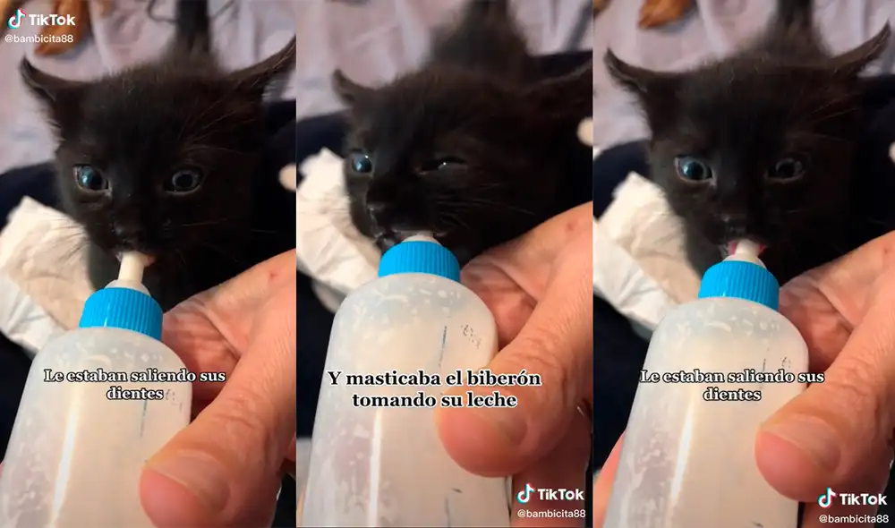 El minino protagonizó una tierna actuación que conmovió a miles de usuarios. Foto: captura de TikTok