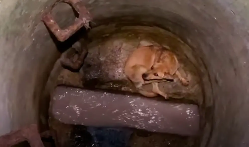 El video viral ha sido compartido en el canal El Dodo. Foto: captura de YouTube El video viral ha sido compartido en el canal El Dodo. Foto: captura de YouTube