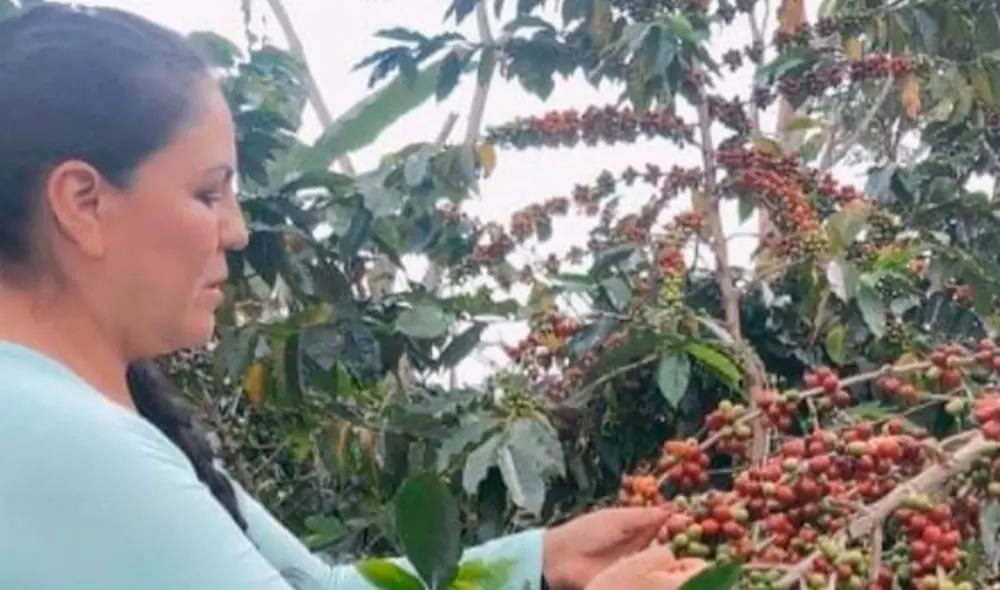 Dina Paucar también compartió imágenes de sus cosechas en Chanchamayo, donde reside desde 2020. Foto: Dina Paucar / Instagram Dina Paucar también compartió imágenes de sus cosechas en Chanchamayo, donde reside desde 2020. Foto: Dina Paucar / Instagram