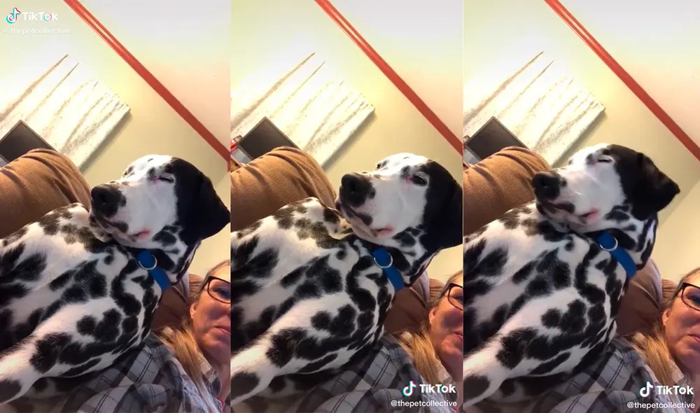 El canino conmovió a su dueña al quedarse dormido mientras se sentaba a su lado. Foto: captura de TikTok El canino conmovió a su dueña al quedarse dormido mientras se sentaba a su lado. Foto: captura de TikTok