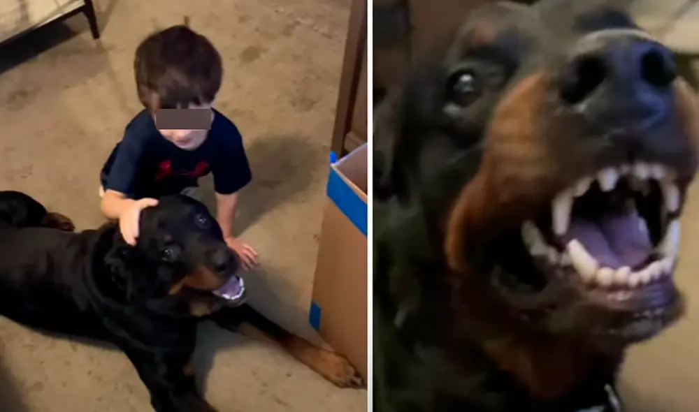 El video viral ha sido compartido en el canal Ryanprater4. Bear and ryan. Foto: captura de YouTube