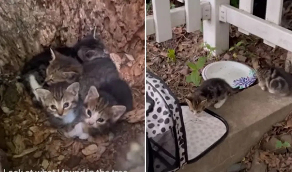 Esta tierna historia conmovió a miles de usuarios en las redes sociales. Foto: captura de YouTube Esta tierna historia conmovió a miles de usuarios en las redes sociales. Foto: captura de YouTube