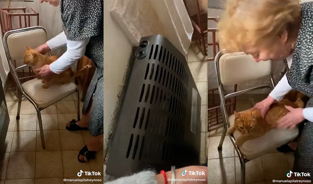 La abuela sorprendió a su nieta con tierna muestra de amor por su gato. Foto: captura de TikTok
