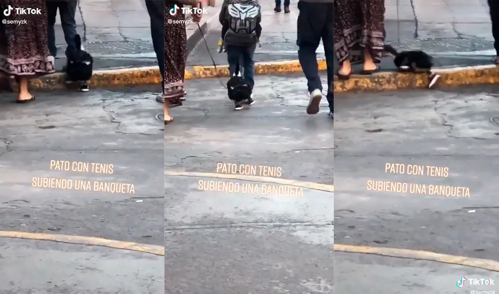 Un transeúnte captó la hilarante apariencia del ave, que no pudo evitar caerse mientras caminaba con sus dueños. Foto: captura de TikTok