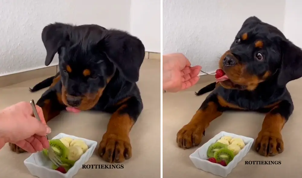 El cachorro recibió su comida con un tenedor. Foto: captura de TikTok