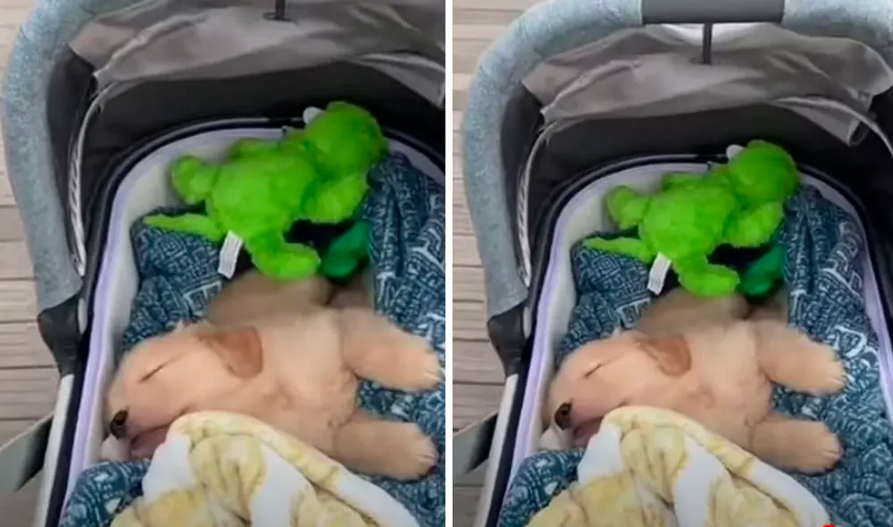 Facebook viral: mujer no tiene mejor idea que sacar a pasear a su perro ...