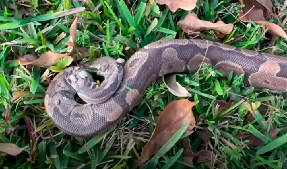 El video viral ha sido compartido en el canal El Dodo. Foto: captura de YouTube