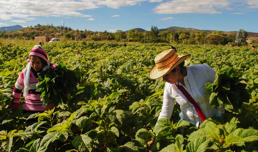 La Ley 31168 promueve el empoderamiento de las mujeres rurales e indígenas. Foto: La República
