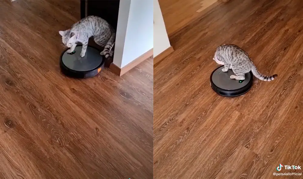 El minino desarrolló una inesperada travesura ante la mirada atónita de sus dueños. Foto: captura de TikTok