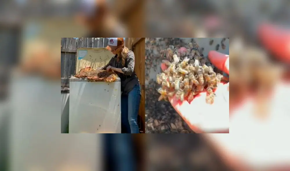 La mujer sacó la colonia de abejas de una lavadora con sus propias manos. Foto: captura de Instagram