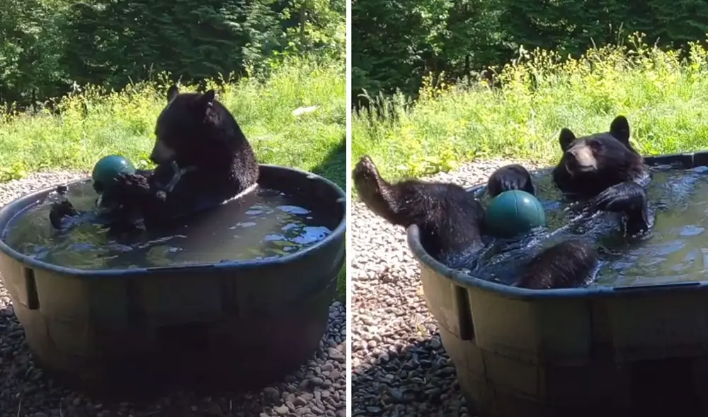 El animal aprovechó la ausencia de su dueña e hizo de las suyas dentro del agua. Foto: captura de TikTok